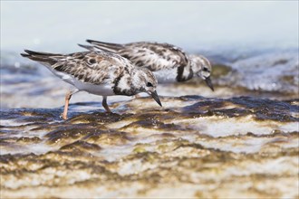 Two Ruddy turnstones (Arenaria interpres) searching for food in shallow water