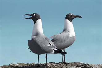 Two Laughing gulls (Larus atricilla)