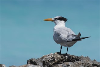 Royal Tern (Sterna maxima) stands on rock