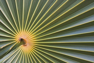 Palm leaf of a fan palm
