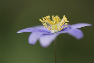 Blue Wood anemone (Anemone nemorosa Royal Blue)
