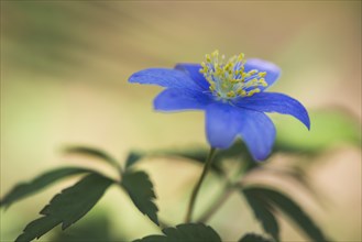 Blue Wood anemone (Anemone nemorosa Royal Blue)