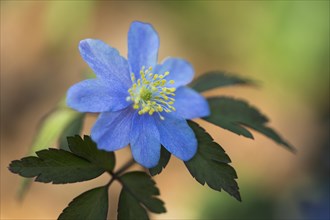 Blue Wood anemone (Anemone nemorosa Royal Blue)