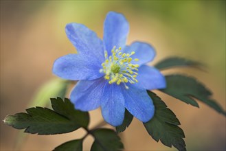 Blue Wood anemone (Anemone nemorosa Royal Blue)