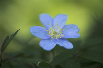 Blue Wood anemone (Anemone nemorosa Royal Blue)