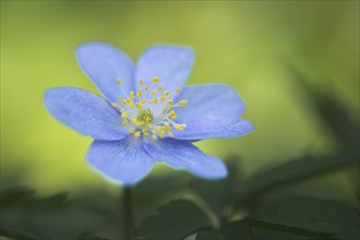 Blue Wood anemone (Anemone nemorosa Royal Blue)