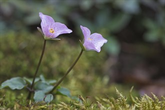 Forest lily (Pseudotrillium rivale)