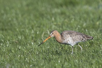 Black-tailed godwit (Limosa limosa) runs on a meadow