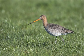 Black-tailed godwit (Limosa limosa) runs on a meadow