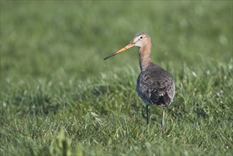 Black-tailed godwit (Limosa limosa) stands on a meadow