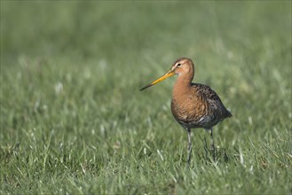 Black-tailed godwit (Limosa limosa) stands in a meadow