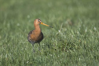 Black-tailed godwit (Limosa limosa) stands in a meadow
