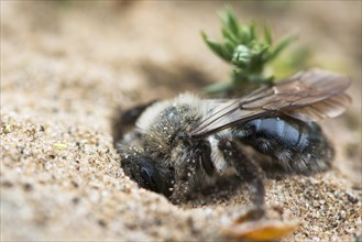 Ashy Mining Bee (Andrena cineraria) digs in sandy soil