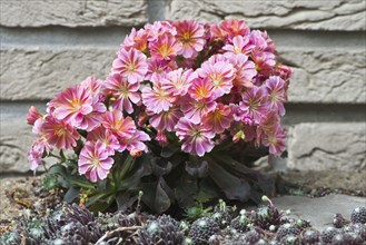 Siskiyou lewisia (Lewisia cotyledon) in front of a wall