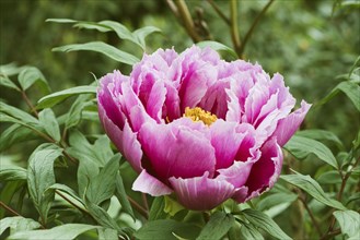 Pink shrub peony (Paeonia suffruticosa Kamata-Nishiki)