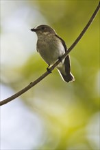 European Pied Flycatcher (Ficedula hypoleuca) on branch with captured insect
