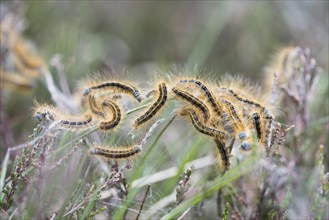 Caterpillars from Lackey moth (Malacosoma neustria) on plant