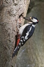 Great spotted woodpecker (Dendrocopos major) with food in the beak in front of brood cave