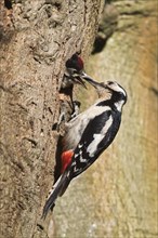 Great spotted woodpecker (Dendrocopos major) feeds young bird in breeding cave