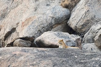 Leopard (Panthera pardus) lying on rock and on the lookout