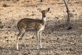 Chital or cheetal (Axis axis) in dry forest