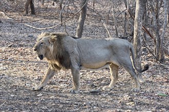 Asiatic lion (Panthera leo persica) passing through dry forest