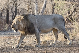 Asiatic lion (Panthera leo persica) walking through dry forest