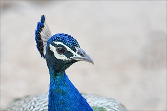 Indian or blue peacock (Pavo cristatus)