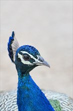 Indian or blue peacock (Pavo cristatus)