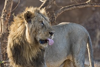 Asiatic lion (Panthera leo persica) with outstretched tongue