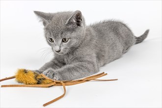 Pedigree cat Russian Blue (Felis silvestris catus) with toy