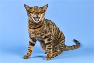 Breed cat Toyger (Felis silvestris catus)