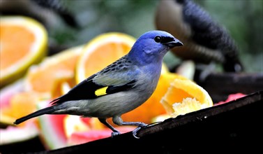 Yellow-winged tanager (thraupis abbas)