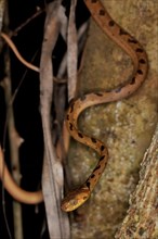 Cat eyed-snake (leptodeira septentrionalis) slithering down a tree