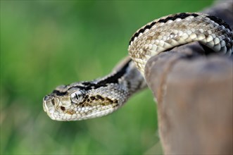 Lethal tropical rattlesnake (crotalus durissus) with strong hemotoxic venom