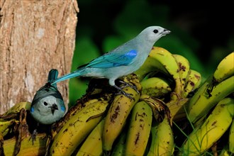 Blue-gray tanager couple (thraupis episcopus)