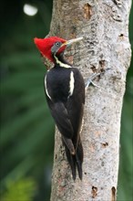 Lineated woodpecker (Dryocopus lineatus)