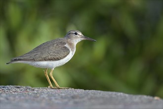 Spotted sandpiper (Actitis macularius) standing on ground