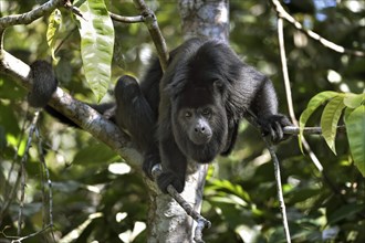 Black Howler Monkey (Alouatta pigra) in tree