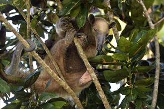 Northern Tamandua (Tamandua mexicana) climbing in a tree