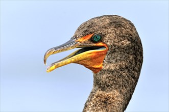 Double-crested cormorant (Phalacrocorax auritus)