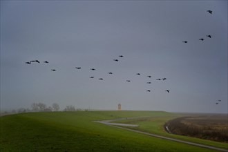 Barnacle geese fly over a lighthouse