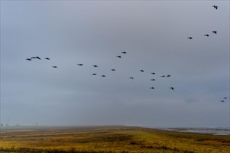 A swarm of barnacle geese passes the Pilsum lighthouse above the mud flats