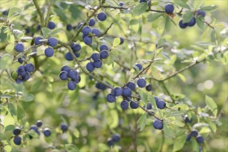 Ripe fruits of Blackthorn (Prunus spinosa)