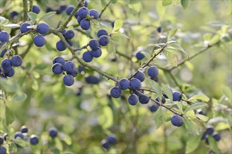 Ripe fruits of Blackthorn (Prunus spinosa)