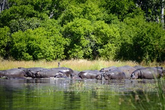 Hippos (Hippopotamus amphibius) together in the water