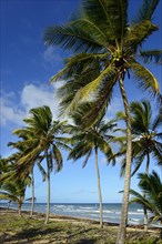 Coconut palms on the beach near Uvero Alto