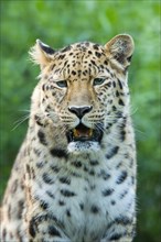 Far Eastern or Amur leopard (Panthera pardus orientalis)