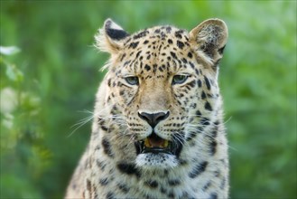 Far Eastern or Amur leopard (Panthera pardus orientalis)