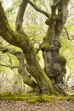 Old beeches (Fagus sylvatica) with mossy roots
